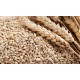 Cevadinha  em  grãos  (  100g)